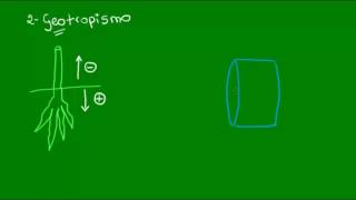 Ação das auxinas no fototropismo e no geotropismo  Botânica  Biologia [upl. by Caldwell]
