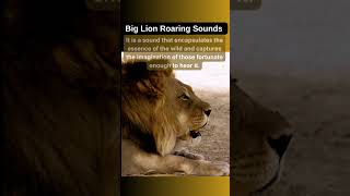 Big Lion Roaring Sounds [upl. by Tana]