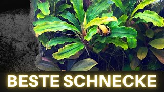 Beste Schnecke🐌 fürs Aquarium  Algenfresser für algenfreies Aquarium  Schnecken im Aquarium halten [upl. by Cibis589]