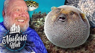 TÖDLICHER FUGU  KUGELFISCH WIRKLICH GIFTIG  NORBERTS WELT  Zoo Zajac [upl. by Ardnu743]