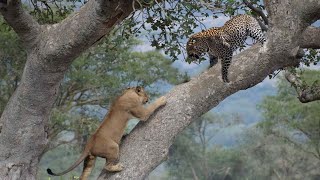 Lion chases Leopard up the tree Wild Animals Attack [upl. by Mandeville27]