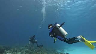 Cozumel Diving Palancar Gardens Pt2 2142024 [upl. by Garretson]