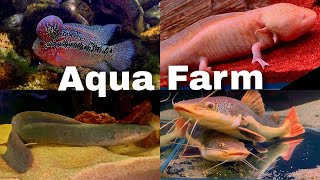 Aqua Farm Taif اكوا فارم الطايف مزرعة الفراولة 🍓 و جولة ممتعة في بيت الأسماك 🐟 [upl. by Innig]