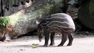 Malayan Tapir Baby Indah in his new home [upl. by Rourke]