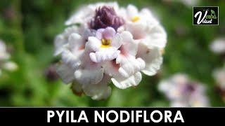 VERBA VOLANT  Phyla nodiflora [upl. by Northway]