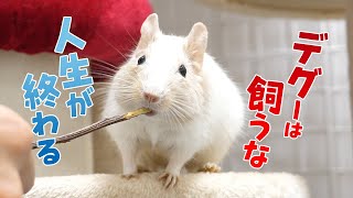 こんな人はデグーを飼わない方がいいよ【デグーを飼うのに向いていない人の5つの特徴】 [upl. by Melan]