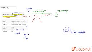 Which one is the diluting segments of uriniferous tubule [upl. by Lipski6]