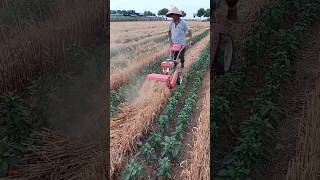 Modern method of cultivation of chilli with wheat satisfyingharvestingamazingshotcropmanagement [upl. by Christalle]