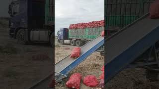 Truck Loading conviar belt 😱😱😱youtubeshorts machine shortsviral [upl. by Hubsher]