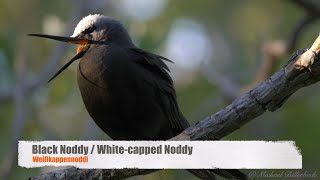 Black Noddy or Whitecapped Noddy Anous minutus  Weißkappennoddi 1 [upl. by Drol136]