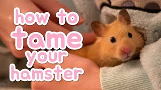 🐹 How to tame your hamster 🐹 [upl. by Erikson7]