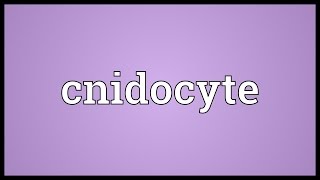 Cnidocyte Meaning [upl. by Kaazi]