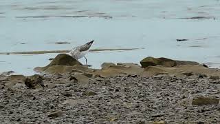 Common Greenshank [upl. by Lizette]