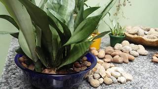 Sansevieria trifasciata quotMoonshinequot  Espadadeprata VerdeMaçã [upl. by Steen]