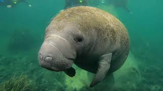 Diving With Rare Manatees In Crystal River [upl. by Khano]