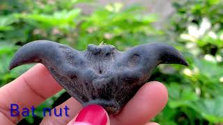 KACANG TANDUK  WATER CALTROPS  BAT NUT  BUFFALO NUT [upl. by Mailiw634]