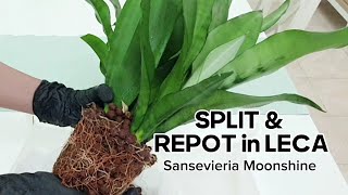 Split and Repot in LECA  Sansevieria Moonshine 🌿 [upl. by Tavis]