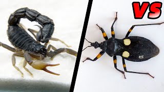 刺客蟲 VS 黑粗尾蠍！Assassin bug VS Strong black poisonous scorpion [upl. by Bagley]