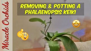 How to remove a phalaenopsis keiki amp pot it up [upl. by Rania]