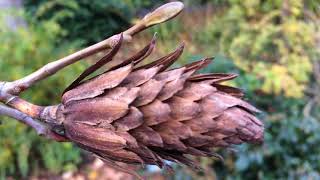 Tulip Tree Liriodendron tulipifera  fruit close up  November 2017 [upl. by Anauqahs]