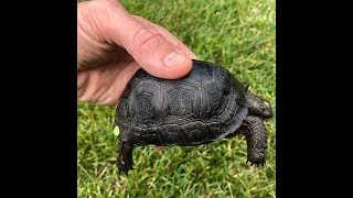 Aldabra tortoise for sale from Tortoise Towns baby tortoise farm [upl. by Nivrac648]