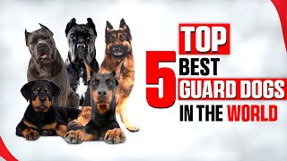 Top Guard Dog Breeds In The World  Best Guard Dogs [upl. by Center]