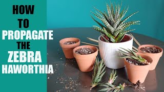 ZEBRA HAWORTHIA PROPAGATION  How to propagate The Zebra Haworthia pups [upl. by Eiramaliehs16]