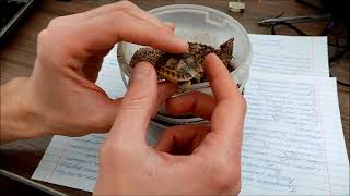 Размножение сухопутных черепах выход из яиц Breeding land tortoise hatching eggs [upl. by Batory]