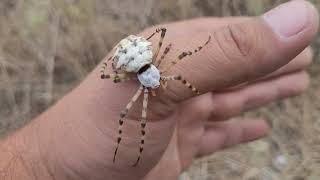 Паук Аргиопа дольчатая Argiope lobata Дагестан [upl. by Priebe]