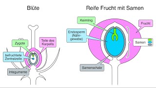 Entwicklung der Blüte zur Frucht mit Samen [upl. by Ardet]