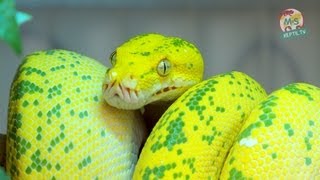 Reptil TV  Folge 50  Morelia viridis  Chondro  Grüner Baumpython  Teil 1 [upl. by Llenna]