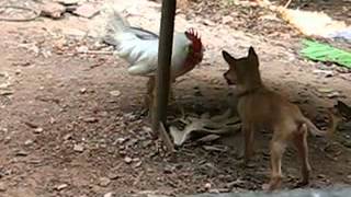 Poor pupy vs rooster [upl. by Lesya]