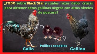 Gallina black star característica ventaja puesta de huevos y de que cruces se obtienen la línea [upl. by Ayotnom]