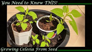 Growing Celosia from Seed You Need to Know THIS [upl. by Tanitansy]