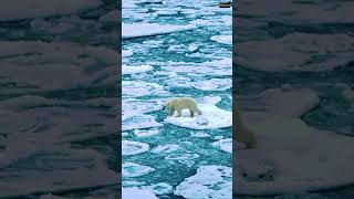 বরফের ভাল্লুক। Ursus maritimus Shorts Ursusmaritimus viralvideo ursus historical410 [upl. by Einon]