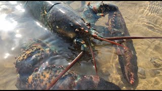 Big tide Lobster and giant crayfish all over the beach [upl. by Otilopih679]