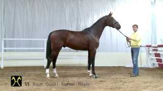 Hanoverian Stallion Licensing and Sales  CatalogNo 53 [upl. by Rein546]