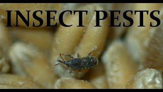 Up Close Macro  Stored Product Insect Pests [upl. by Adnohral465]