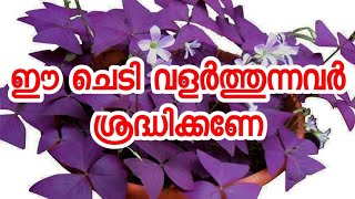 ഈ ചെടി വളർത്തുന്നവർ ശ്രദ്ധിക്കണേ😱😱Oxalis triangularis plantButterfly plant🔥🔥 [upl. by Erised]