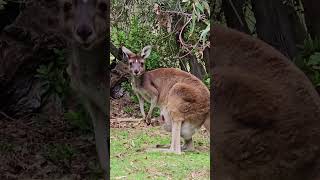 wild animals  beautiful kangaroo [upl. by Merras]