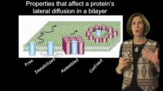 Jennifer LippincottSchwartz NIH Part 2 Photobleaching and Photoactivation [upl. by Albion275]