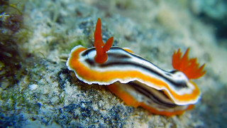 Unbelievable Diving from Siquijor Philippines quotThe Island Of Firequot Nikon Coolpix AW130 [upl. by Aketahs]