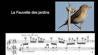 Les chants doiseaux du CATALOGUE DOISEAUX dOlivier Messiaen [upl. by Breen155]