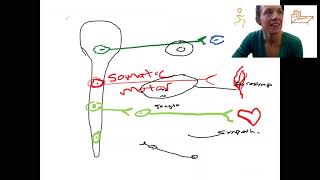 143 ANS anatomy [upl. by Ed]