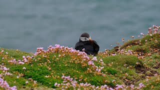 Trip to Saltee Islands Wexford Ireland [upl. by Ognimod317]