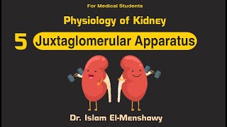 Lecture 5 I Juxtaglomerular apparatus amp Regulation of RBF [upl. by Tyler]