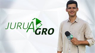 JURUÁ AGRO  AO VIVO 13102024 [upl. by Eerdua]