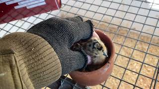 How to mend a chicks wonky splayed bad leg [upl. by Marquita]