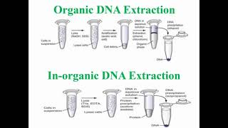 Steps of Organic and Inorganic DNA Extraction [upl. by Demmahum727]