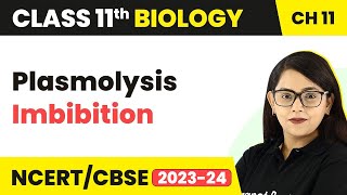 Plasmolysis Imbibition  Transport in Plants  Class 11 Biology [upl. by Yenahs]